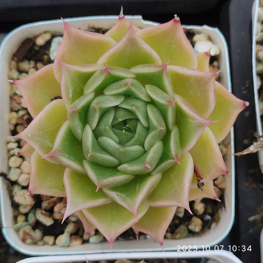 XQ1436 Echeveria Simulance Hyb(7cm pot size)