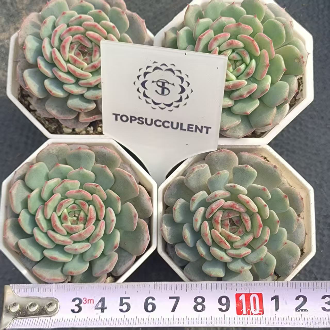 7210 Echeveria White Fat (6.5cm pot size)