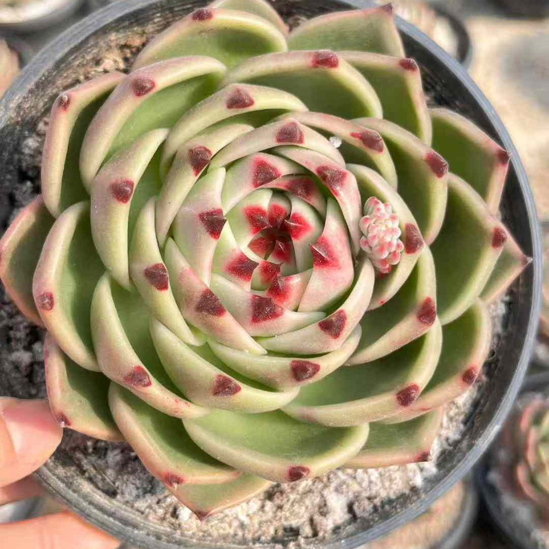 24179 Echeveria Blue Dragon (18cm pot size)