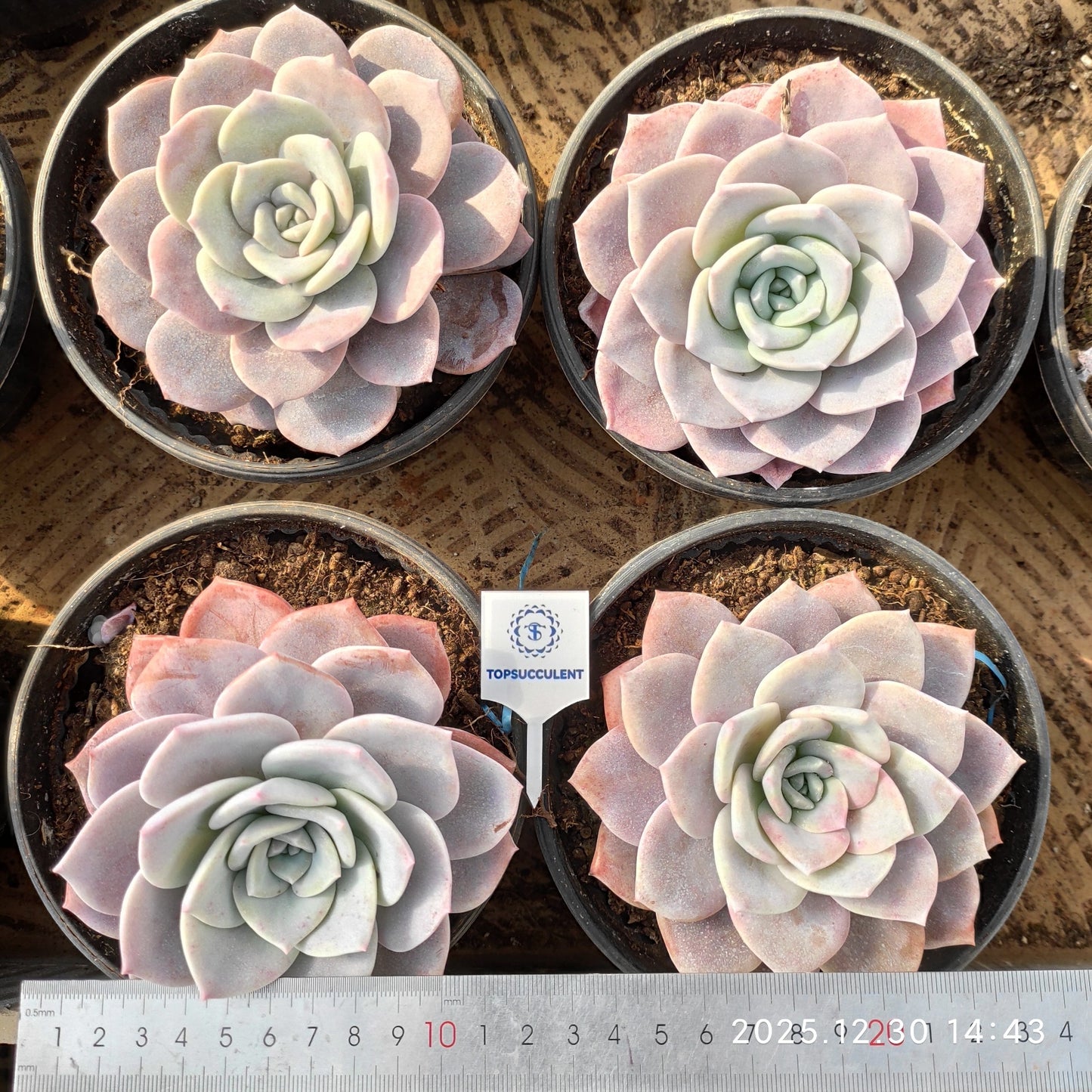 24124 Echeveria Sakura Snow (16cm pot size)