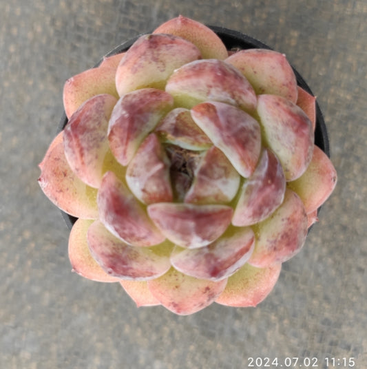 MMY554 Echeveria Purple Rice Dew