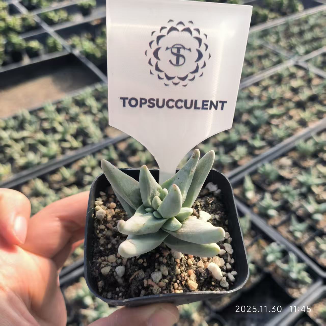 8492 Crassula White Rhinoceros (6.5cm pot size)