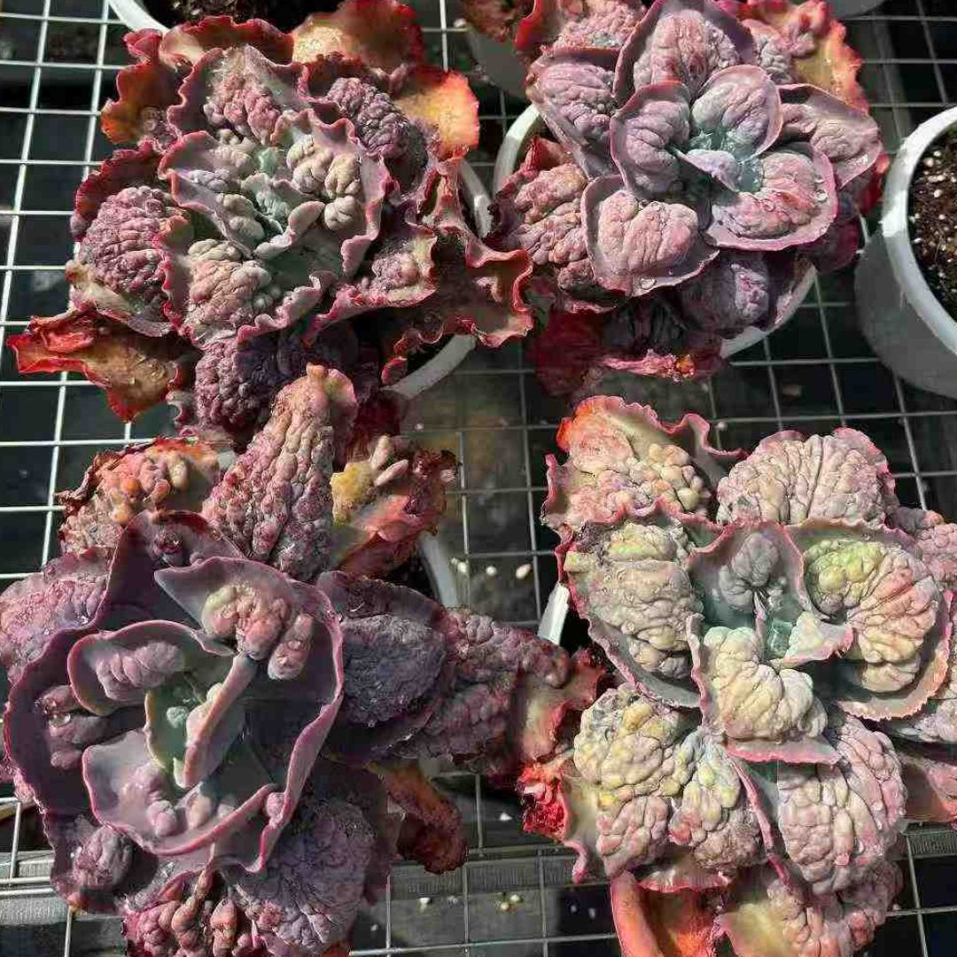 24863 Echeveria Purple Spring Dream (23cm pot size)