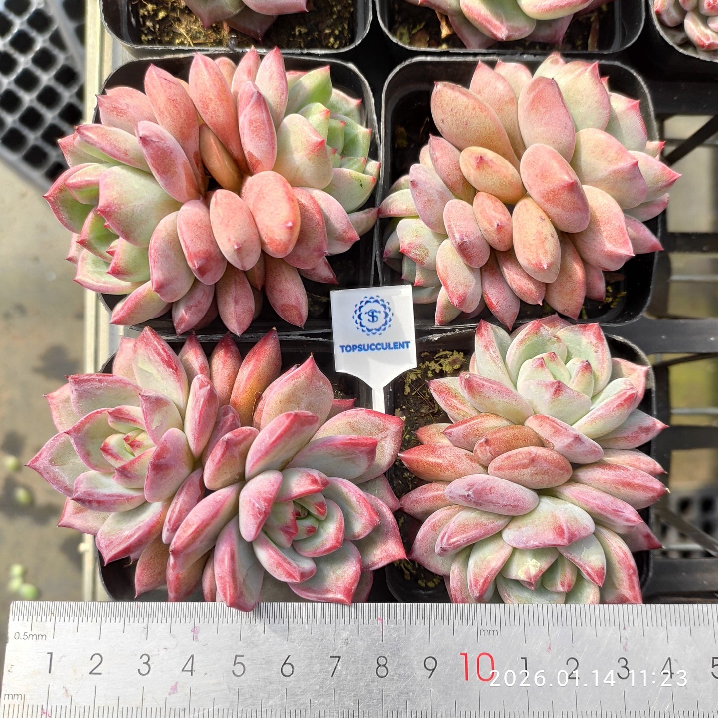 24705 Echeveria Dare Devil (7cm pot size)