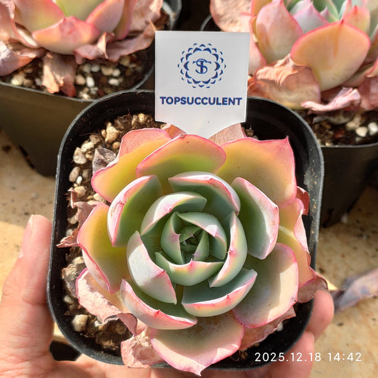 21598 Echeveria Neon Light (10cm pot size)