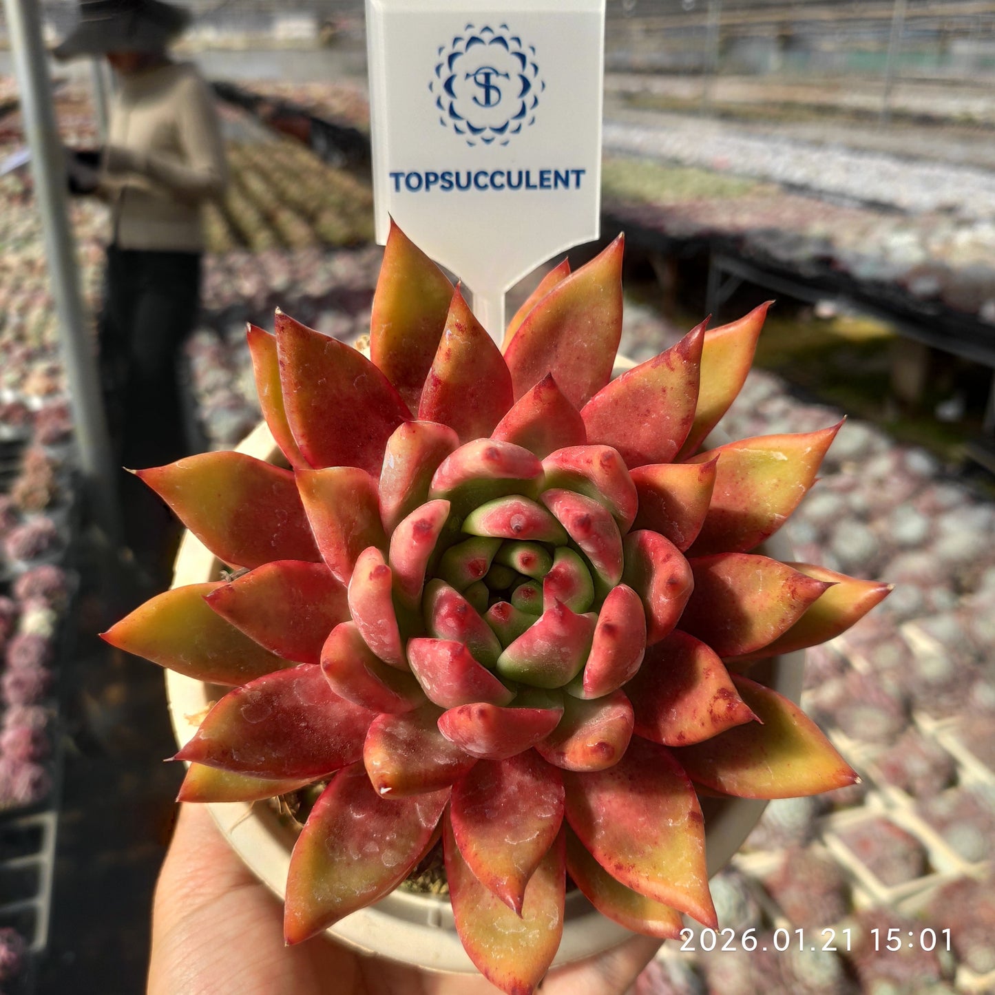 25131 Echeveria Frank (15cm pot size)