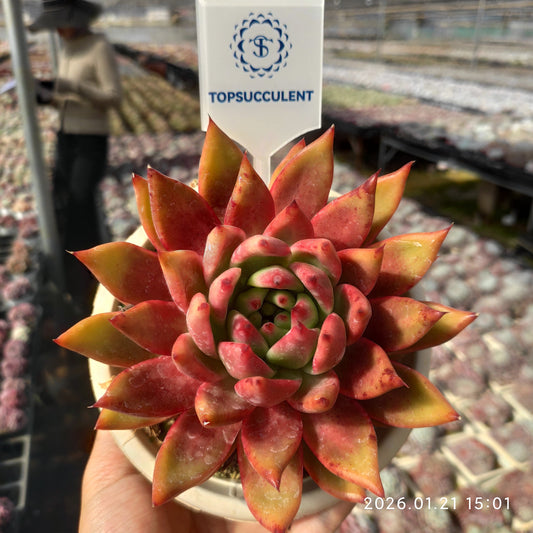 25131 Echeveria Frank (15cm pot size)