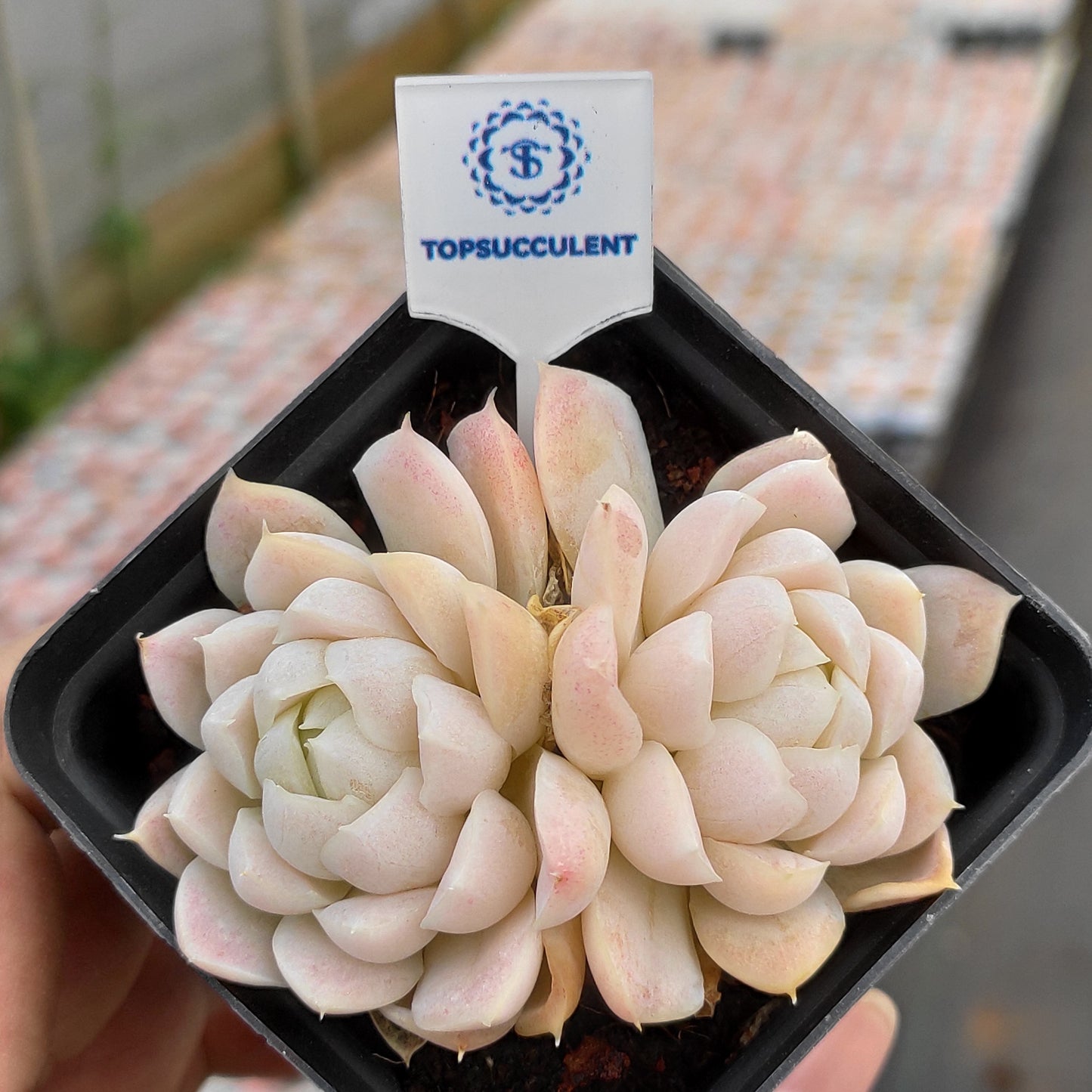 23820 Echeveria Hughmillus (7cm pot size)