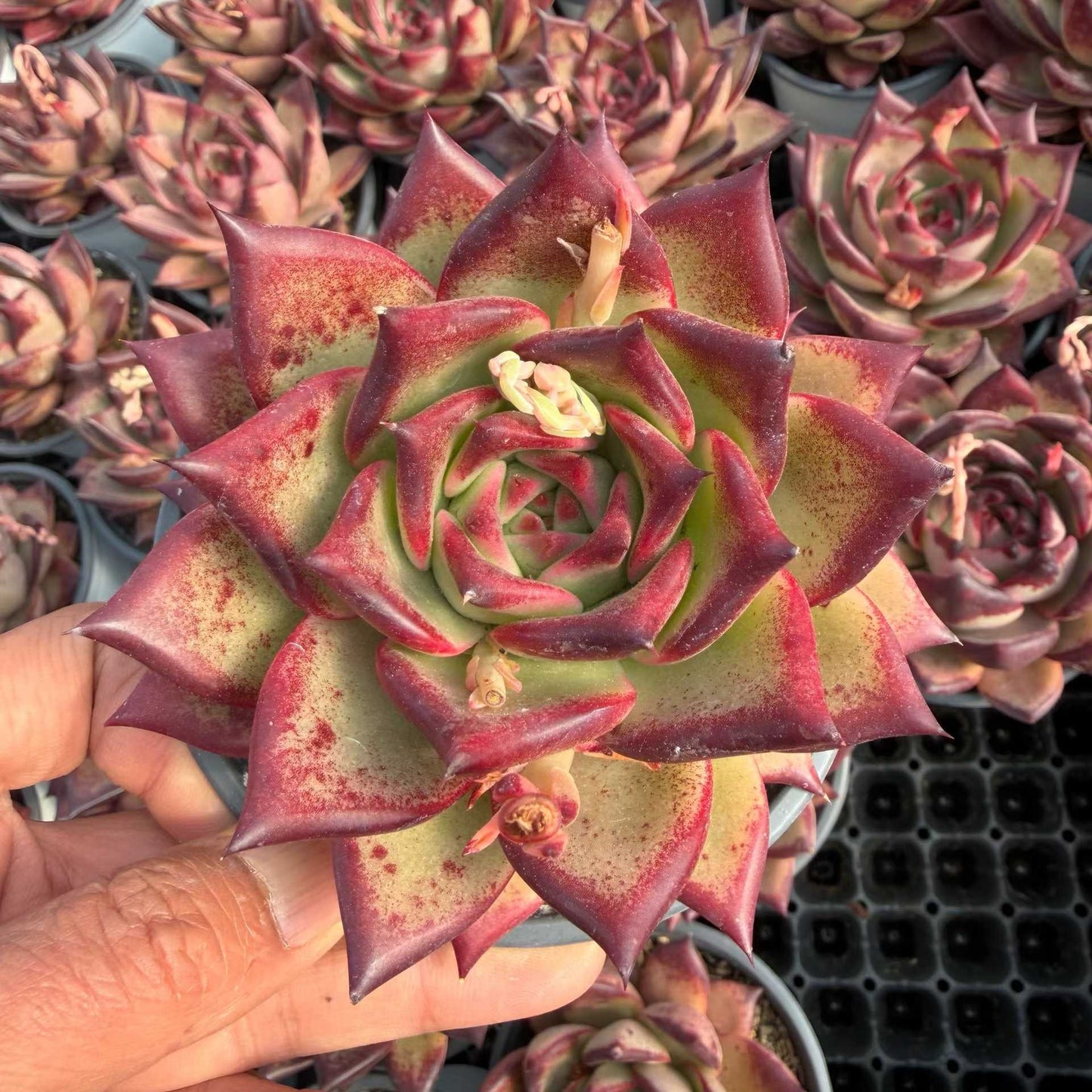 20854 Echeveria Romeo (12cm pot size)