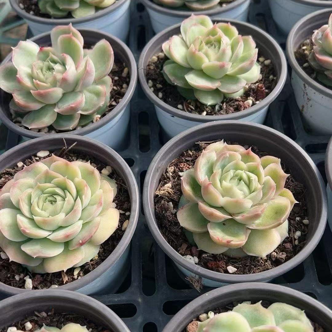 24105 Echeveria Shrimp Dumplings (9cm pot size)