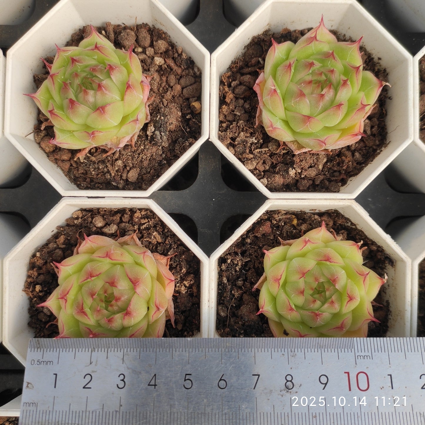 21531 Echeveria Malgan Hyb (7cm pot size)