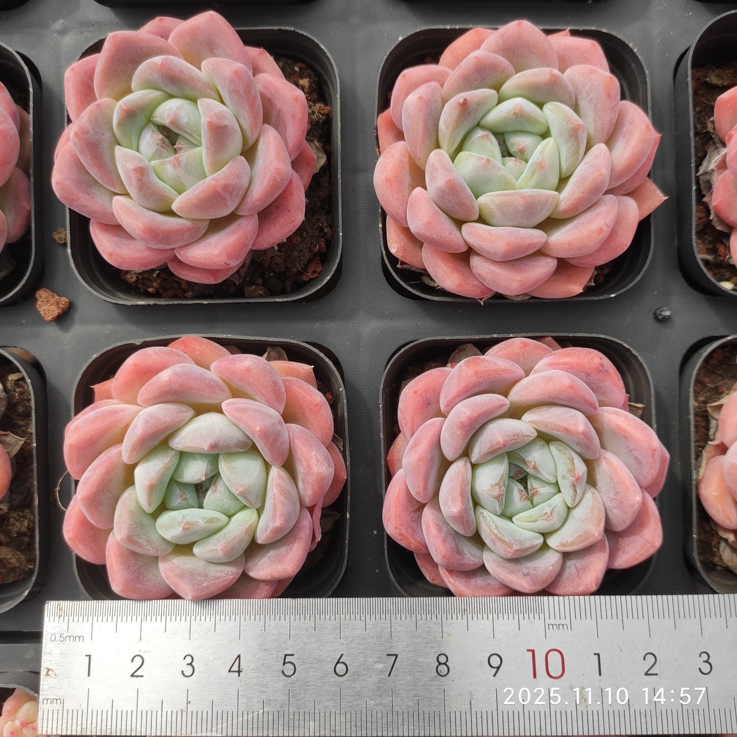 18355 Echeveria Lonely Heart Hyb (7cm pot size)