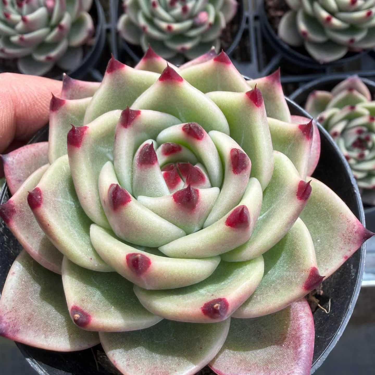 25783 Echeveria Blue Dragon (9cm pot size)