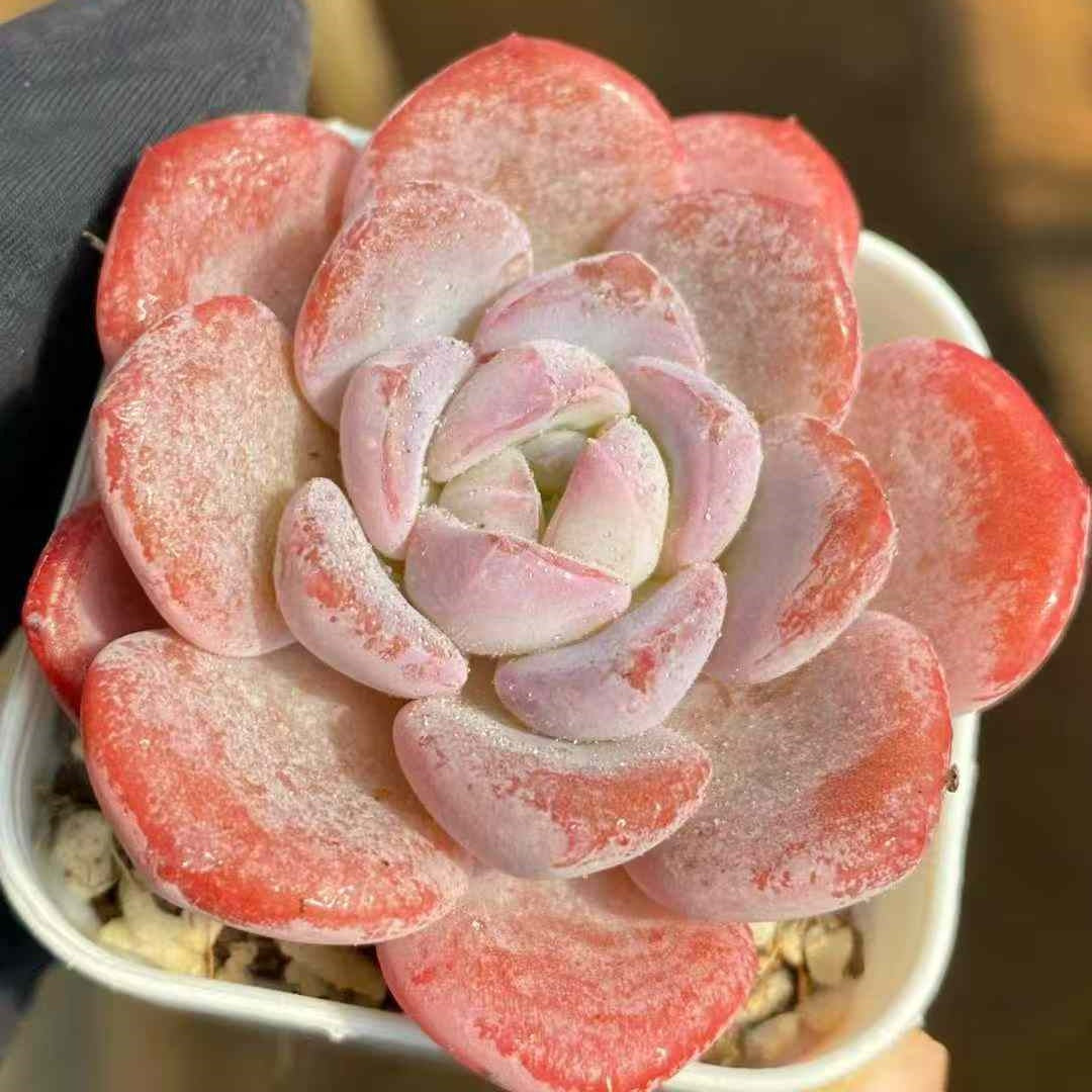 24787 Echeveria Dream Grace (5.5cm pot size)