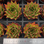 ZXX269 Echeveria Lip Stick(9cm pot size)