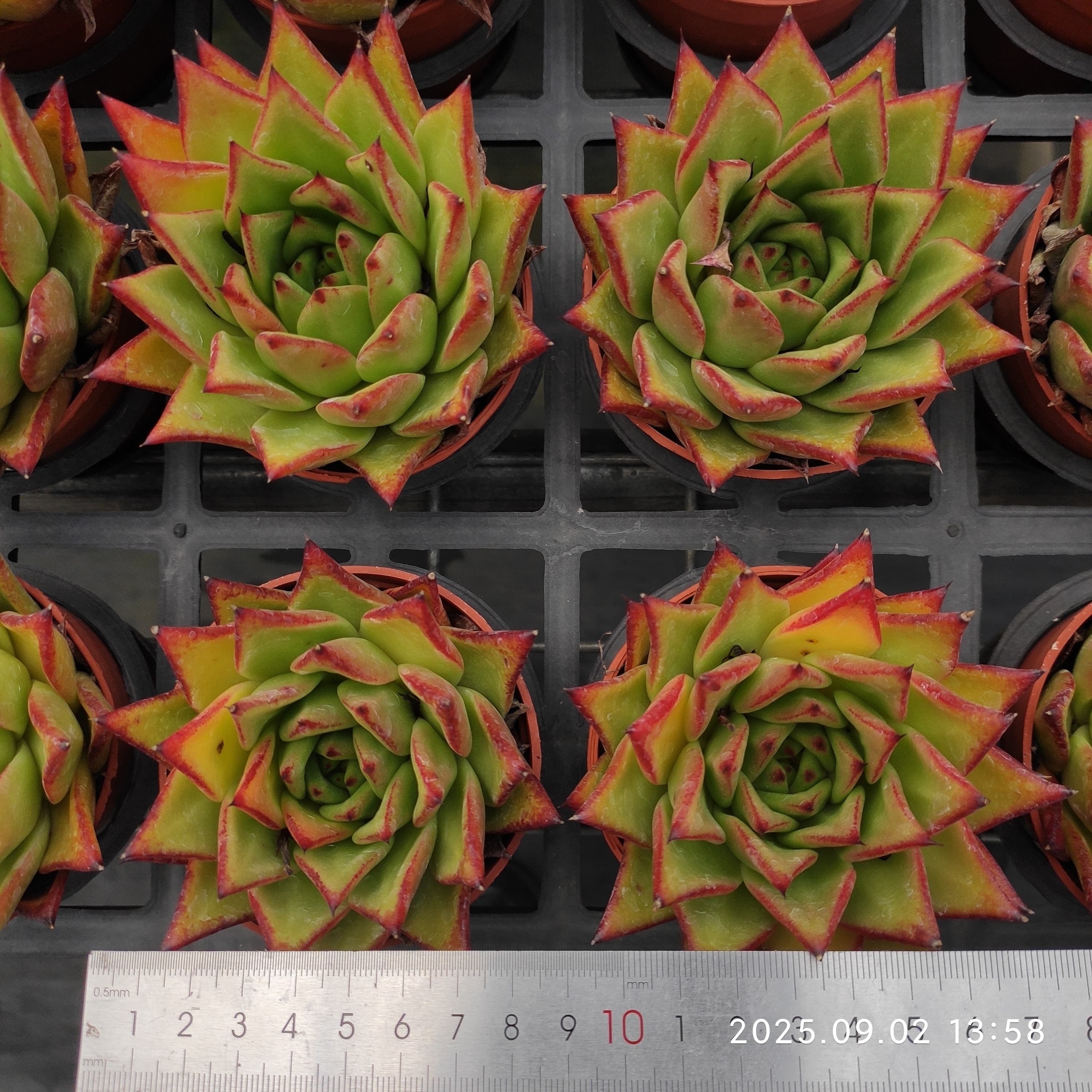 ZXX269 Echeveria Lip Stick(9cm pot size)