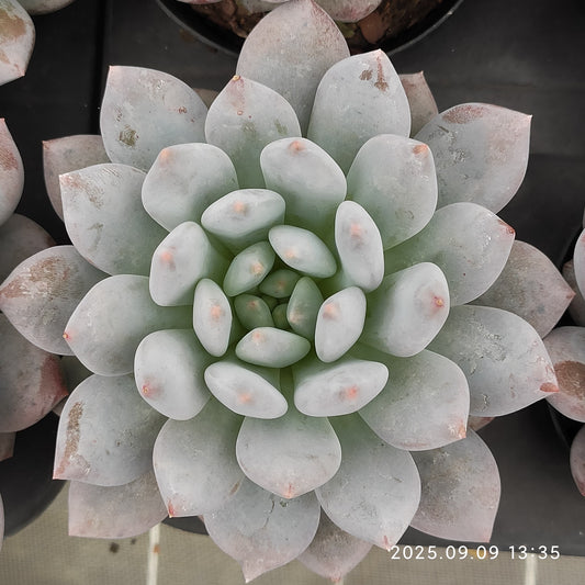 MMT876 Echeveria Half Summer(9cm pot size)