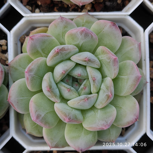 21816 Echeveria Jenny Hyb (7cm pot size)