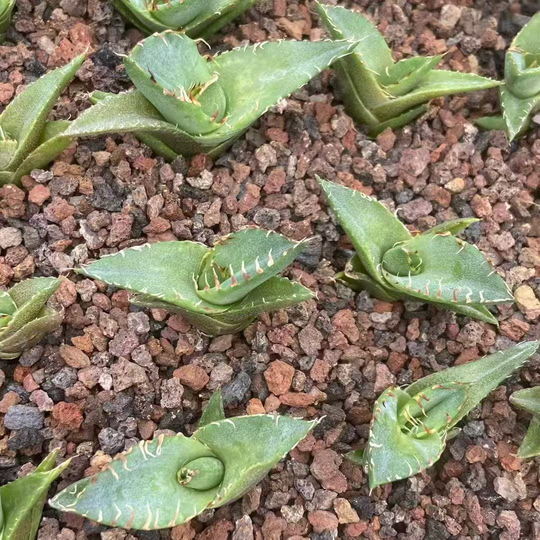 21435 Agave Titanota 'Crab' (5cm pot size)