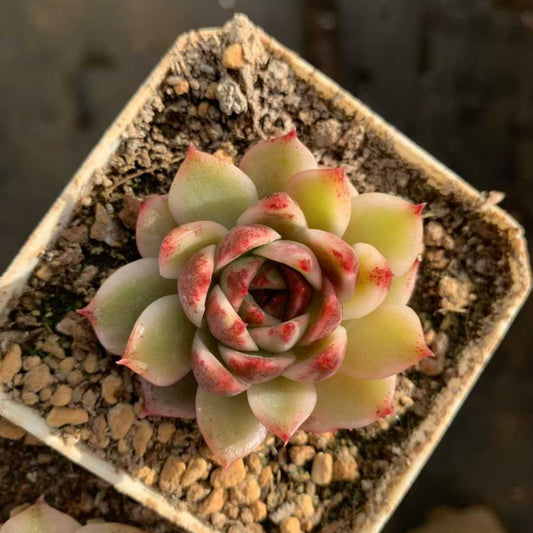 26229 Echeveria Soojeong Variegated (7cm pot size)