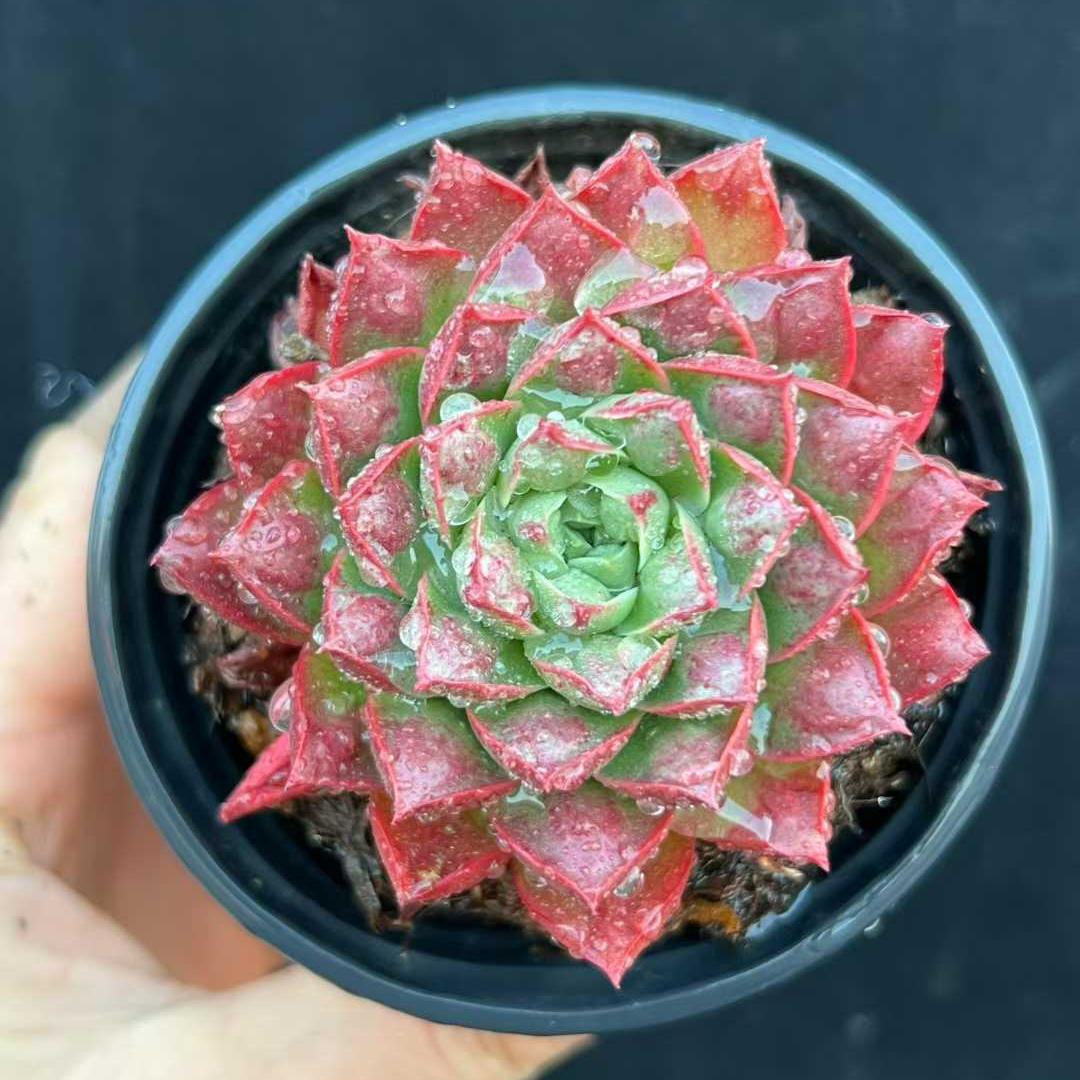 21357 Echeveria Longissima Drops (9cm pot size)