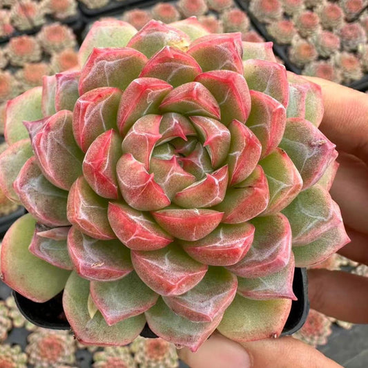 23001 Echeveria One Night (7cm pot size)