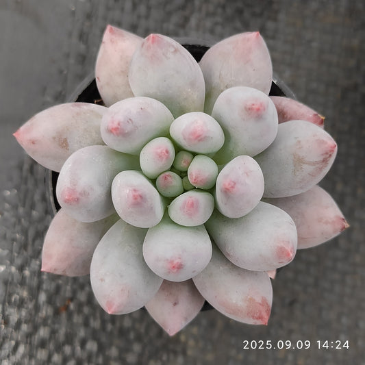 MMT005 Echeveria Angels Finger(5cm pot size)