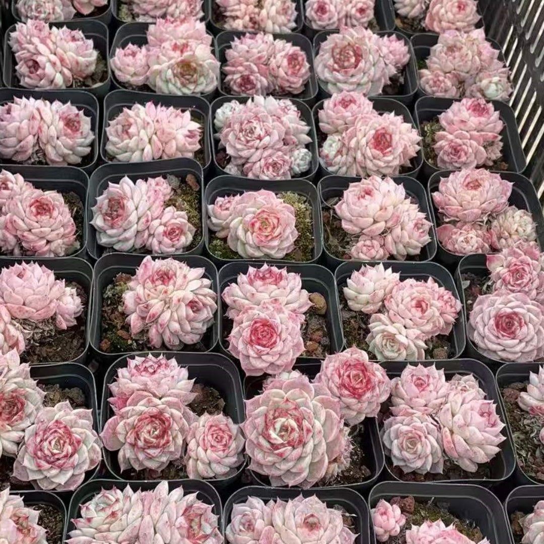 25327 Echeveria Red Velvet (6.5cm pot size)