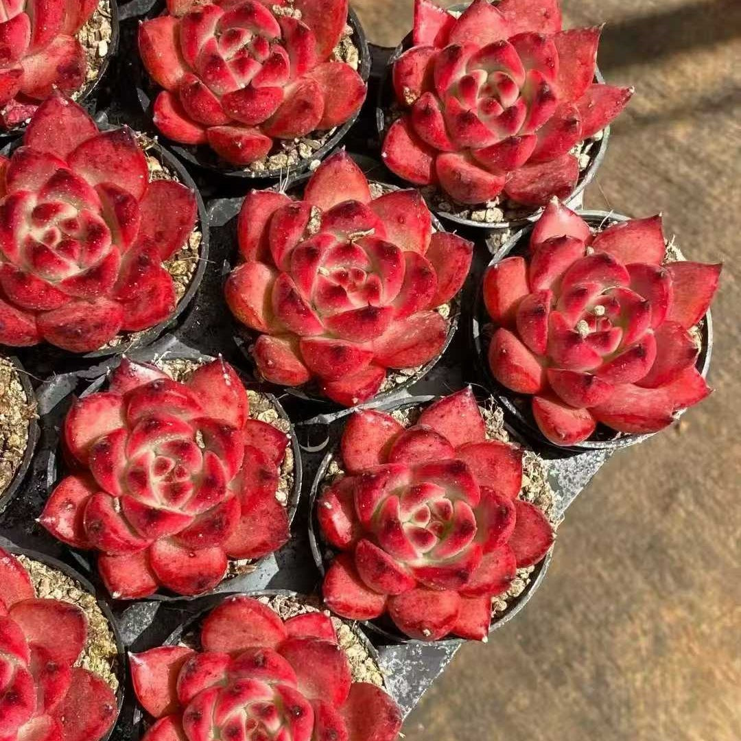 24989 Echeveria Frank (5cm pot size)