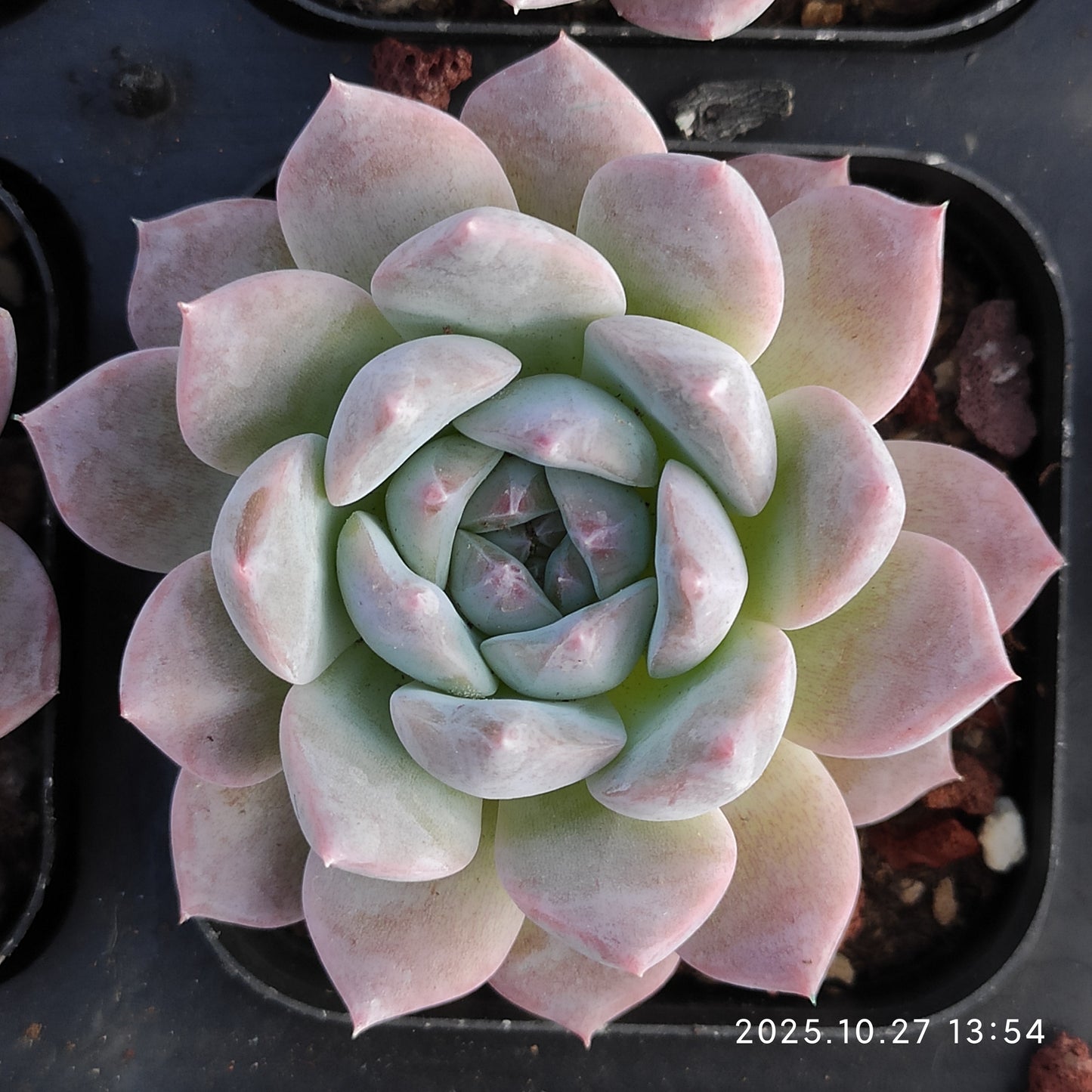 20978 Echeveria Malgan Hyb (7cm pot size)
