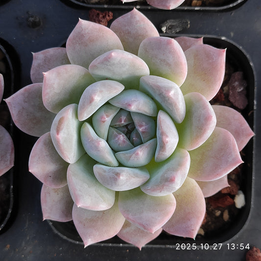 20978 Echeveria Malgan Hyb (7cm pot size)