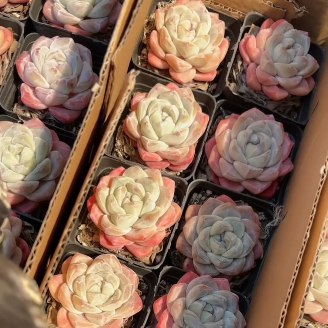 25295 Echeveria Ice Green (6.5cm pot size)