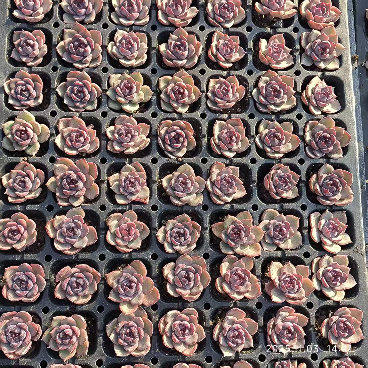21940 Echeveria Cheese Blueberry (3cm pot size)