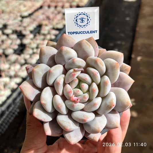25619 Echeveria Half Summer (9cm pot size)
