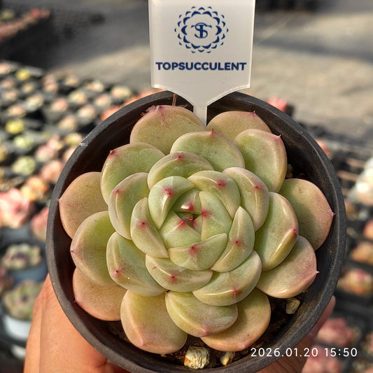 24919 Echeveria Bastion (9cm pot size)