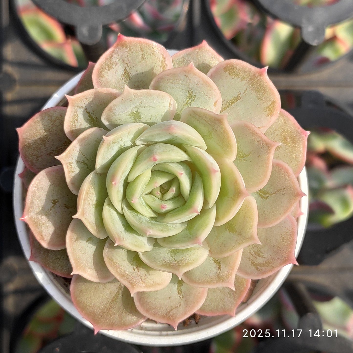 19021 Echeveria Onslow (5.5cm pot size)