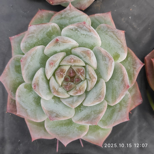 10568 Echeveria Pure Love (5.5cm pot size)