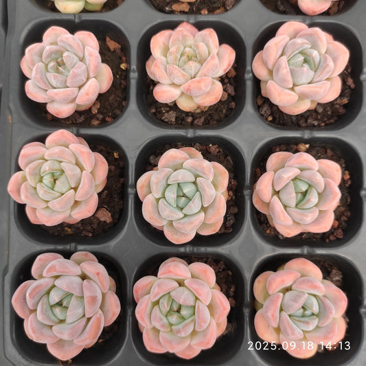 80563 Echeveria Star Plus (3cm pot size)