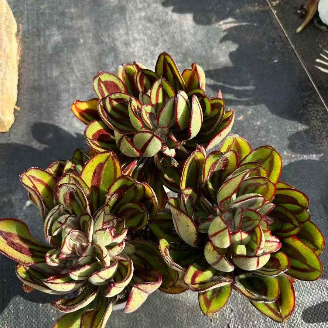 24446 Echeveria Nodulosa (12cm pot size)