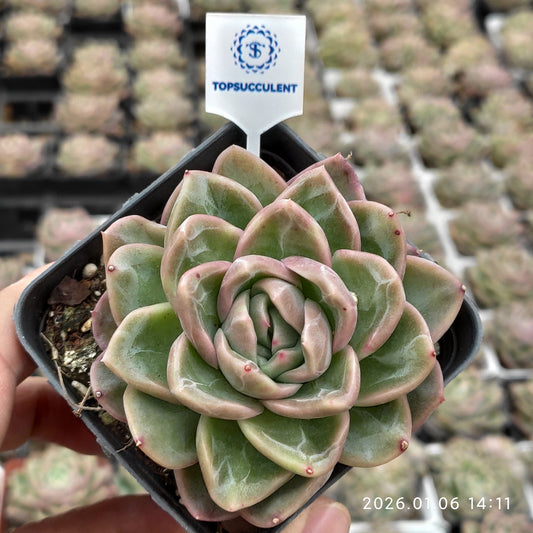 22274 Echeveria Original Blue Surprise x Champagne (7cm pot size)