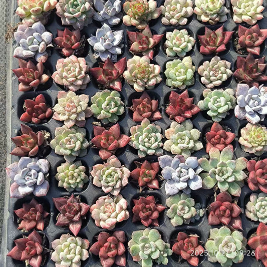 21688 Echeveria Chihuahuaensis x Frank (3cm pot size)