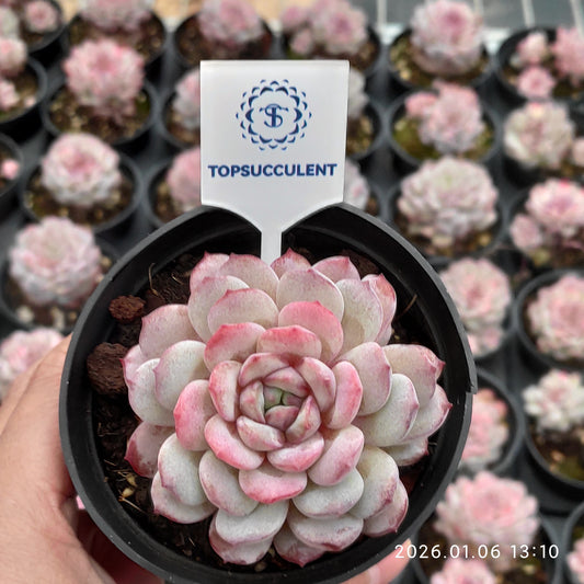 24361 Echeveria Lubin (9cm pot size)