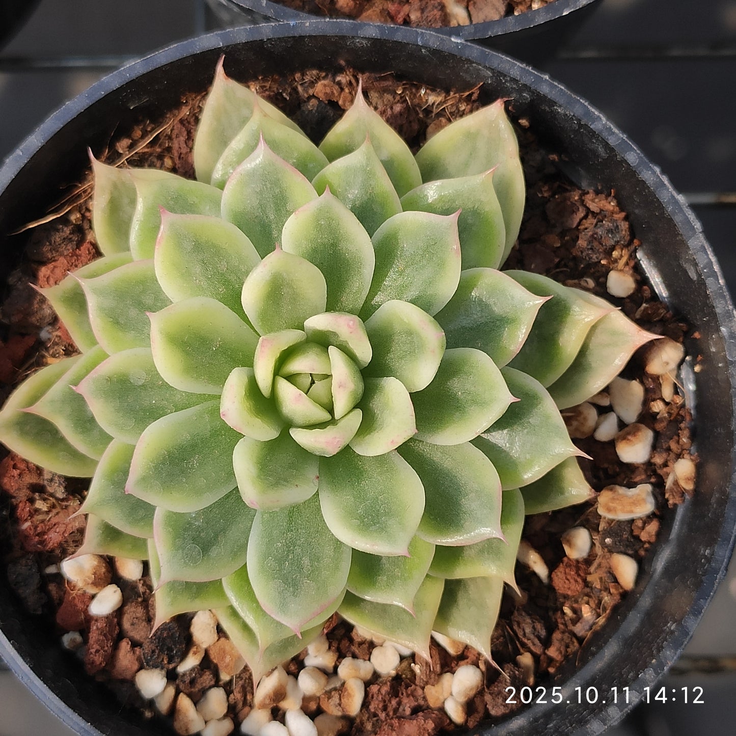 TPKM050 Echeveria Butterfly Variegated(8cm pot size)