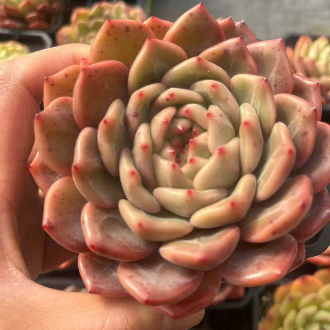25314 Echeveria Luna (9cm pot size)