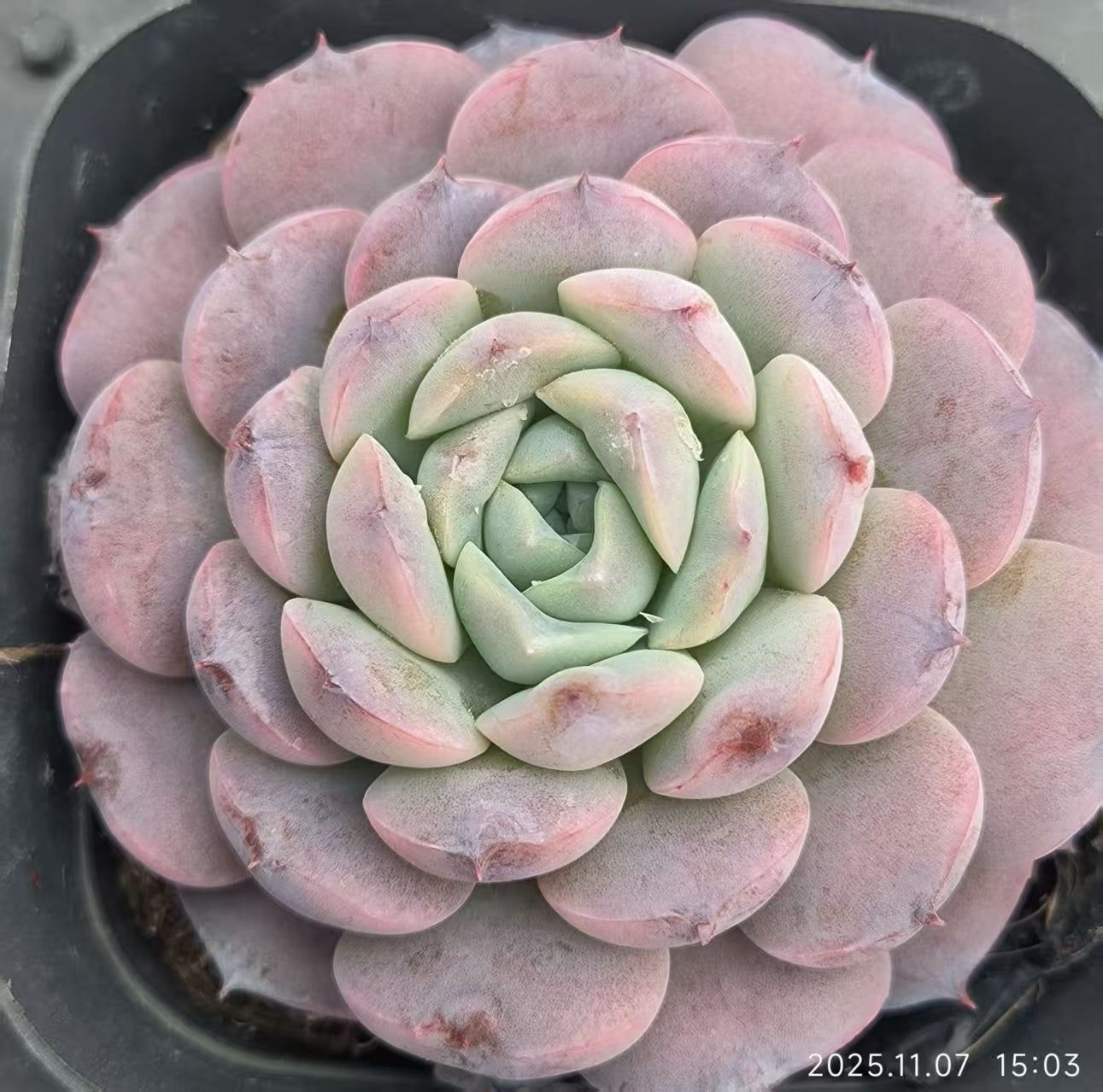 3416 Echeveria Amazing Grace (6.5cm pot size)
