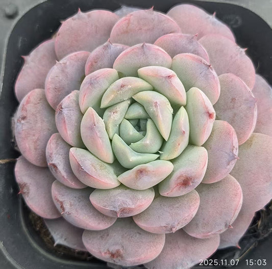 3416 Echeveria Amazing Grace (6.5cm pot size)