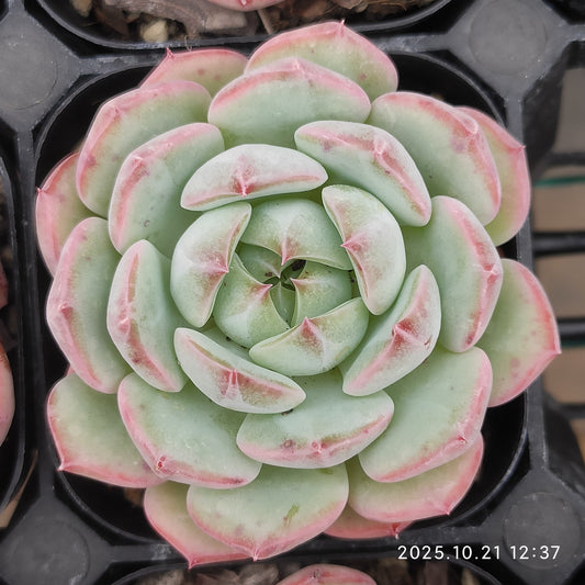 18802 Echeveria Zither Sea (6.3cm pot size)