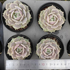 ZZA244 Echeveria Lucina(9cm pot size)