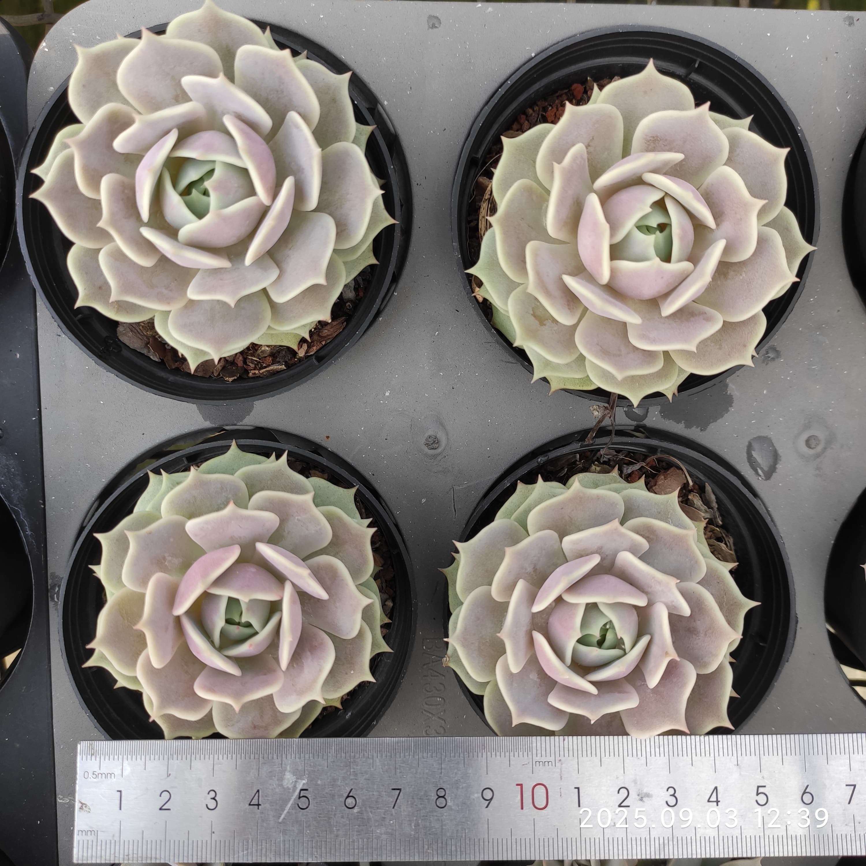 ZZA244 Echeveria Lucina(9cm pot size)