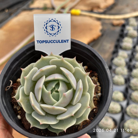 25905 Echeveria Lola (9cm pot size)